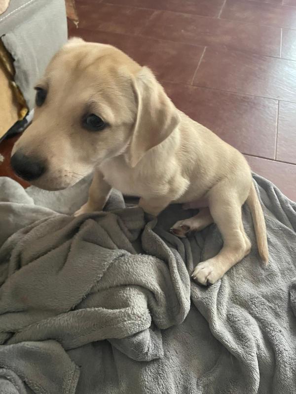 Leila e Lando due cuccioli di quasi 2 mesi cercano casa ❤️ Foto 7